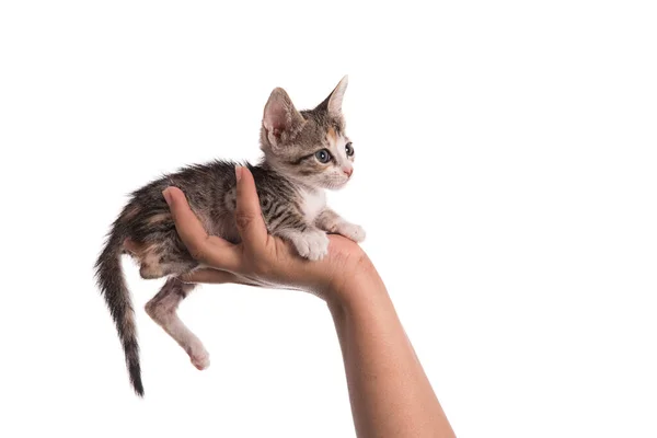 Kleines Kätzchen Menschlicher Hand Auf Weißem Hintergrund — Stockfoto