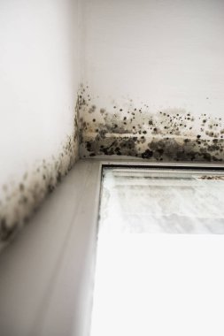 mold in the corner of the window clipart