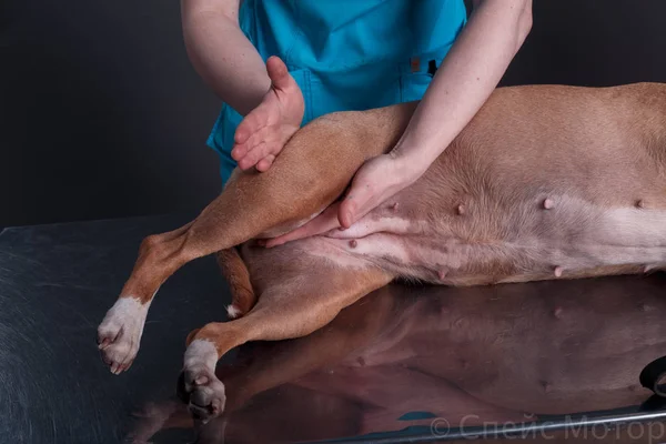 vet dog massage