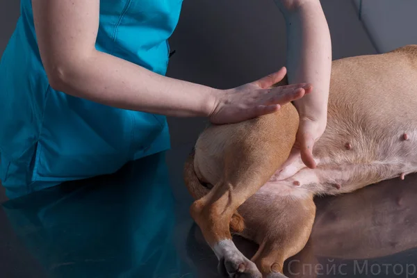 Vet dog massage — Zdjęcie stockowe