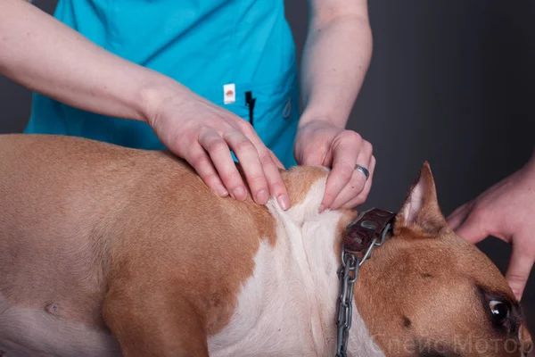 vet dog massage