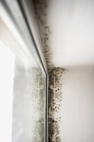 Pencerenin köşesindeki küf