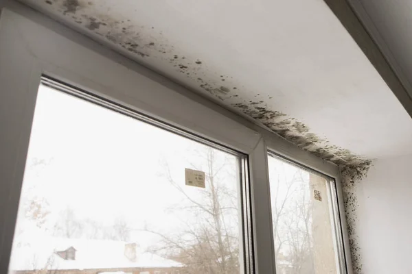 Mold in the corner of the window — Stock Photo, Image