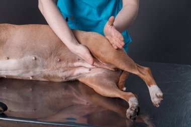  köpek masaj Kliniği