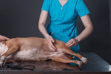  köpek masaj Kliniği