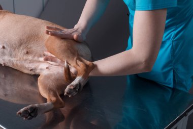  köpek masaj Kliniği