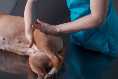  köpek masaj Kliniği