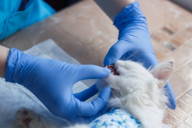 diş hekimi tedavi Veteriner Diş, 