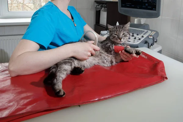 The vet does an ultrasound — Stock Photo, Image