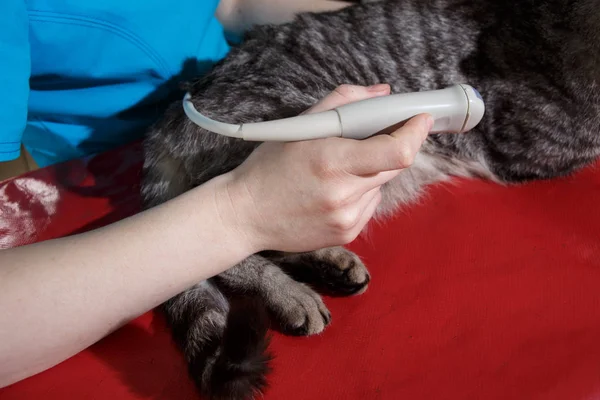 Der Tierarzt macht einen Ultraschall — Stockfoto