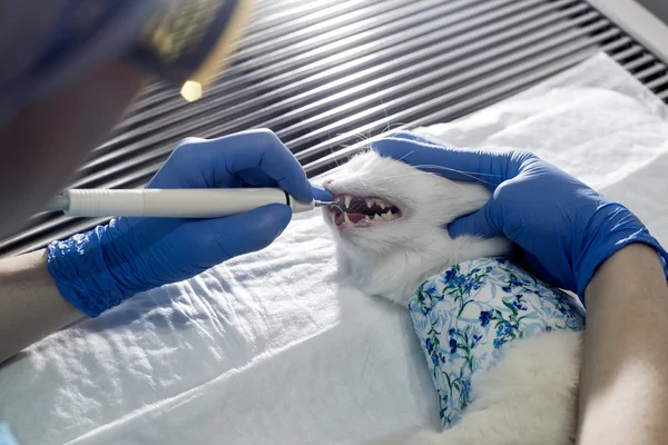 Zahnarzt behandelte Zähne, — Stockfoto