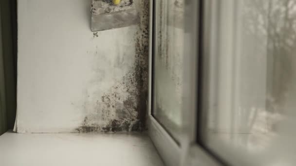 Черная плесень в углу окна Подготовка к удалению плесени . — стоковое видео