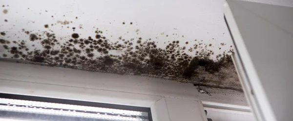 Pencerenin köşesindeki küf