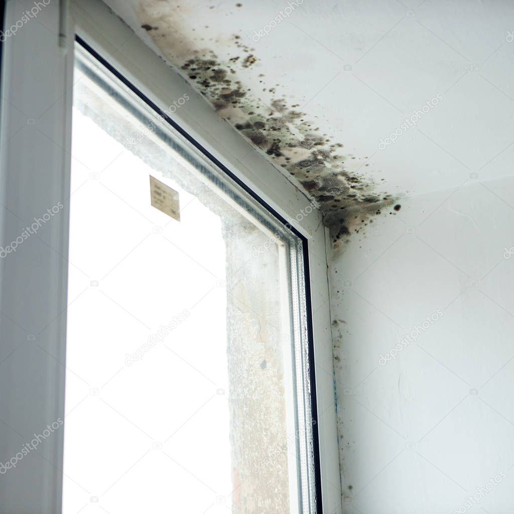 Inschrift Schimmel an der Wand neben dem Fenster