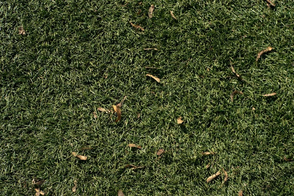 Pelouse mi-haute avec des feuilles et de l'eau gouttes texture. Garez la texture de pelouse. Vue de dessus, prise de vue aérienne. Grassplot fond de surface. Sous-couche Divet, fond décoratif. Pelouse verte image de bureau . — Photo