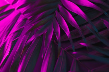 Tropikal ve palmiye yaprakları canlı kalın degrade holografik neon renklerde