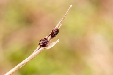 Ormanda sopanın üzerinde oturan iki akarlı..