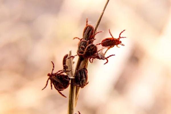 Imagen de primer plano con un montón de ácaros en el palo. Temporada primaveral en parásitos . — Foto de Stock