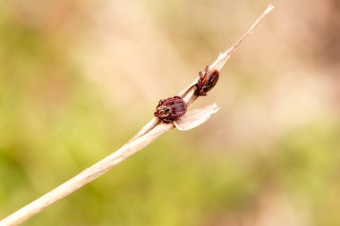 Çubukta tehlikeli parazitler.