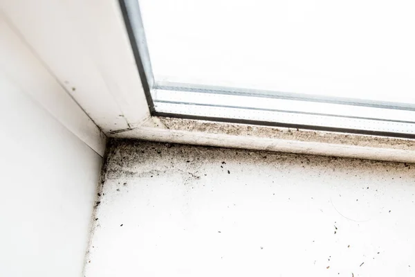 Schimmel in de hoek van het venster — Stockfoto