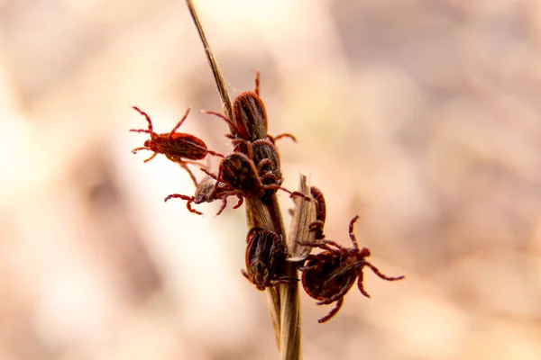 Banyak bug dikasih pada tongkat. — Stok Foto