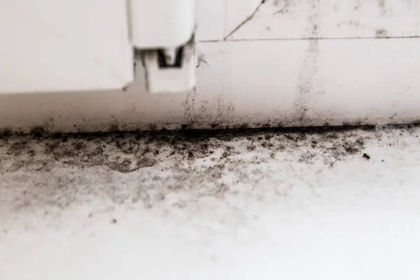 Mold in the corner of the window — Stock Image Mold in the corner of the window Stock Picture