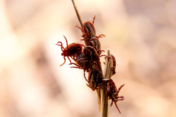 Los ácaros en el palo en el comienzo de la primavera . — Foto de Stock