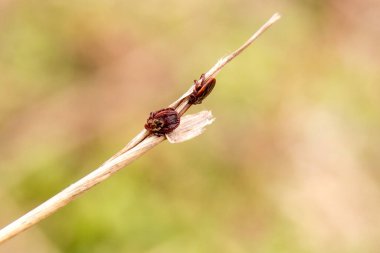 Çubukta tehlikeli parazitler.