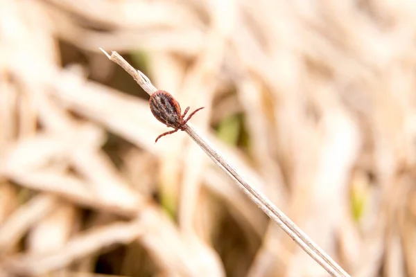 Pequeña garrapata en el palo del bosque . — Foto de Stock