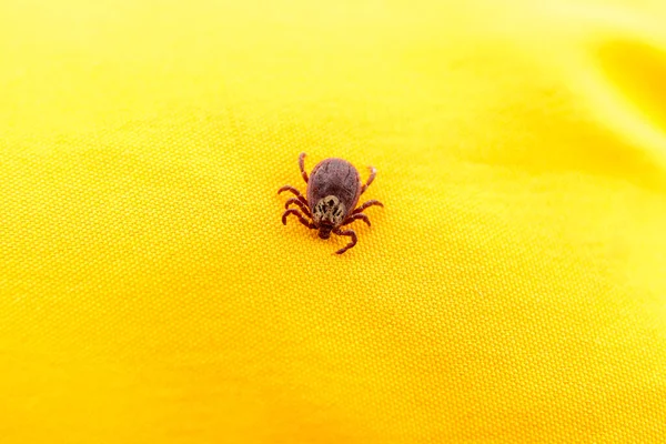 Imagen de primer plano del ácaro en la ropa amarilla aislada . — Foto de Stock