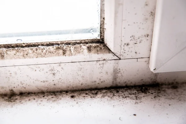 Mold in the corner of the window — Stock Photo, Image