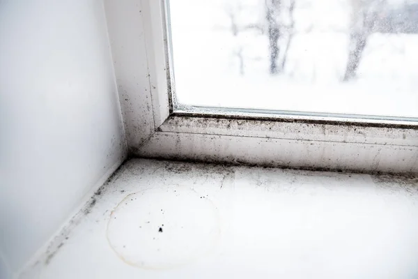 Mold in the corner of the window — Stock Image Mold in the corner of the window Stock Image
