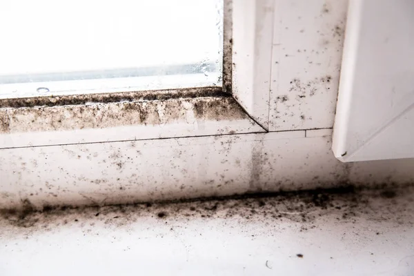 Mold in the corner of the window — Stock Image Mold in the corner of the window Royalty Free Stock Images
