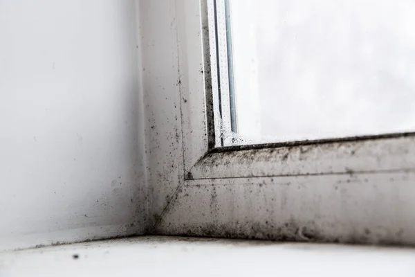Mold in the corner of the window — Stock Image Mold in the corner of the window Royalty Free Stock Photos