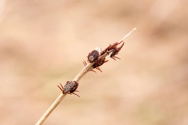 Imagen de primer plano con un montón de ácaros en el palo. Temporada primaveral en parásitos . — Foto de Stock