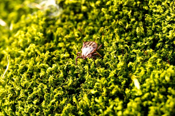 Mite sentado en la hierba y preparándose para morder a alguien . — Foto de Stock