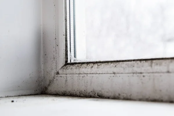 Plíseň v rohu okna — Stock fotografie