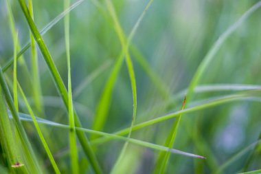 paddy field yakınındaki çim fotoğrafı