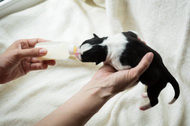 Yeni doğmuş bir köpek yavrusu--dan bir biberon