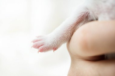 Ellerinde küçük köpek yavrusu pençe