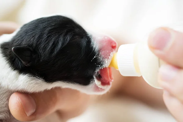 Yeni doğan yavru closeup Şişeden içme anne sütü ile değiştirir.