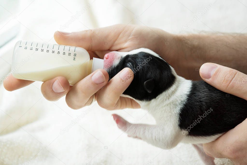 feeding a newborn puppy formula from a bottle closeup