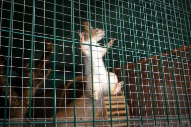 Hayvanat bahçesindeki kafesin parmaklıklarında sincap.