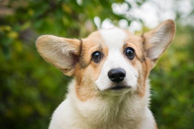 beyaz-kırmızı köpek doğurmak Corgi portre arka planı yeşil yeşillik