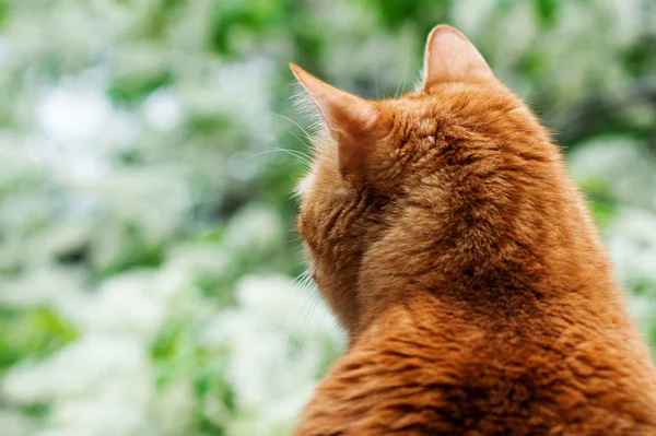 Kırmızı kedi geri oturur ve çiçek açan ağaçlar vasıl geçmiş bulanık görünüyor