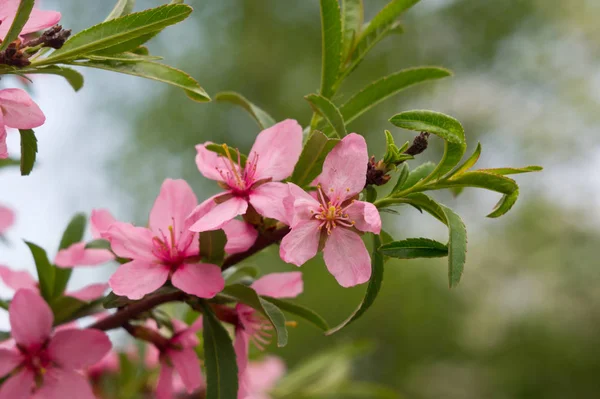 Flowering almonds in the spring. Closeup of pink flowers — Stock Photo, Image