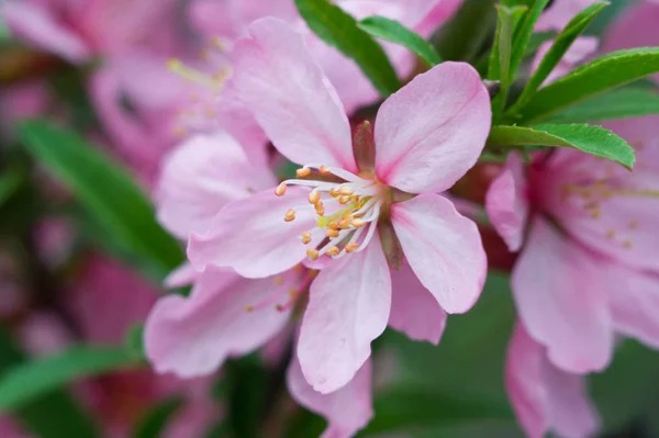 Flowering almonds in the spring. Closeup of pink flowers — Stock Photo, Image