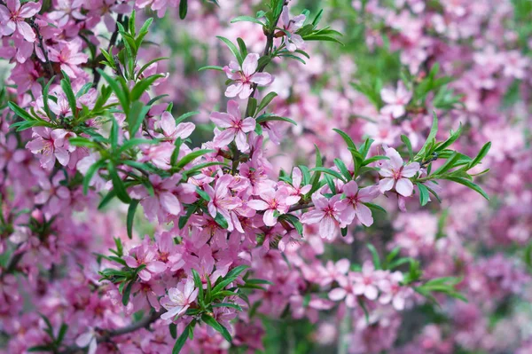 baharda çiçeklenme badem ağacı, pembe çiçekler