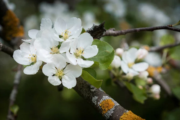 Flowering Apple tree branch in the spring garden — Stock Photo, Image