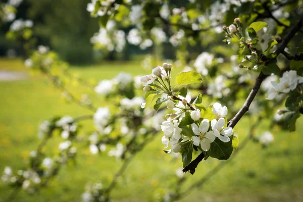 Flowering Apple tree branch in the spring garden — Stock Photo, Image